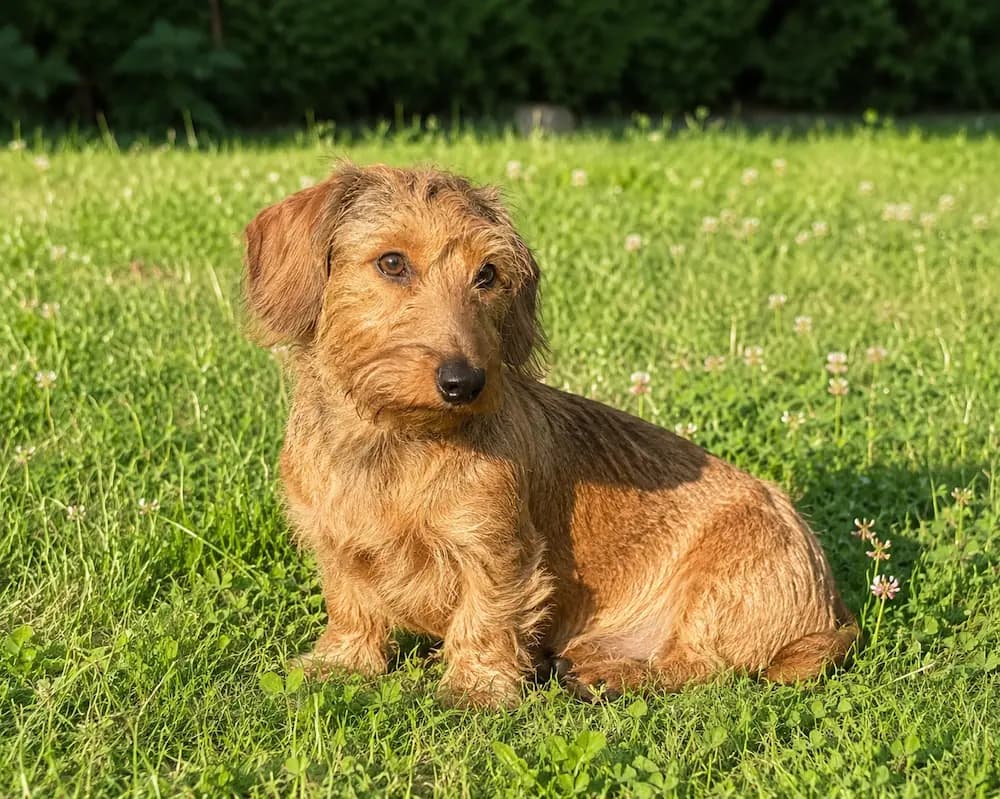 Team-Dackel Ludwig von Oltrop Zerspanungstechnik